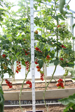 Томат Барух F1 - Партнер фото 4
