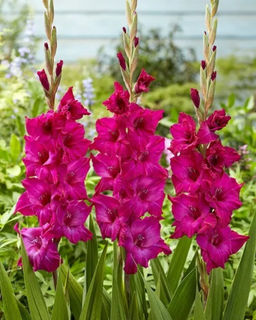 ГЛАДИОЛУС Мистик Маджента Разбор 10/12 Кол-во упак., шт 8