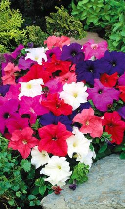 Петуния ГИБРИДНАЯ СМЕСЬ