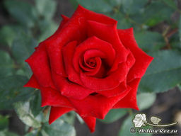 Роза Черная Магия - Долина роз фото 4