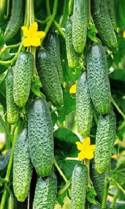 Огурец ТОЛЯН F1  Растение просто усыпано огурчиками! Устойчив к комплексу болезней! Засолочный!
