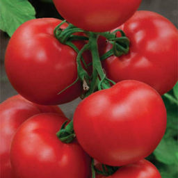 5103D Томат Пегас F1 5шт