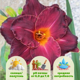 Лилейник Бургунди Лав - Долина роз фото 2