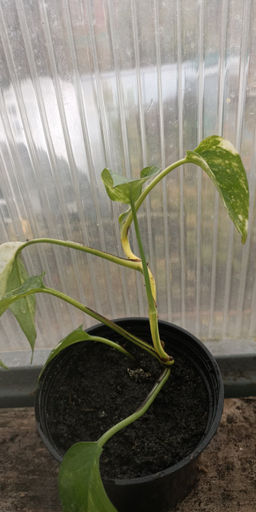 Сциндапсус - 1000корней фото 2