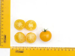 Томат Балконное Чудо Жёлтый - Партнер фото 7