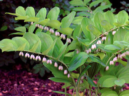 Купена душистая