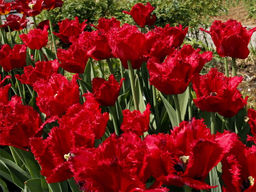 Тюльпан Mazda (Мазда) - Долина роз фото 2