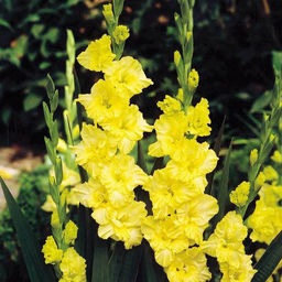 ГЛАДИОЛУС Джестер Голд Разбор 12/14 Кол-во упак., шт 7