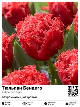 Тюльпан Бендиго (Бахромчатый, махровый)