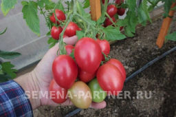 Томат Лапочка - Партнер фото 7