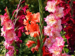 Гладиолусы Рубиновый закат (микс 10 шт) - Долина роз фото 3