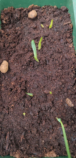 Фрезия "Волшебная смесь" (10шт)