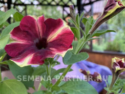 Петуния Мон Амур Камелионе триколор прямостоячая - Партнер фото 5