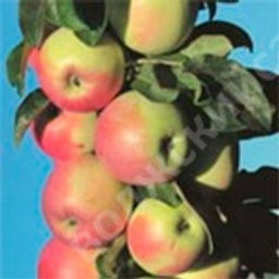 Яблоня колоновидная Зеленый шум