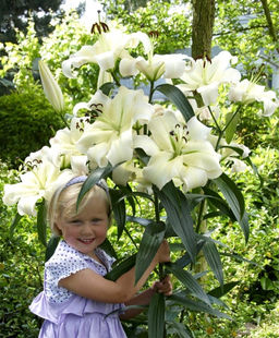 ЛИЛИЯ Притти Вумен Разбор 12/14 Кол-во упак., шт 5