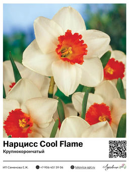 Нарцисс Cool Flame (Крупнокорончатый)
