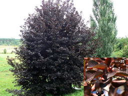 Черемуха Неубиенная