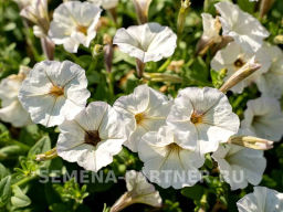 Петуния Мон Амур Виржини прямостоячая белая с глазком - Партнер фото 3