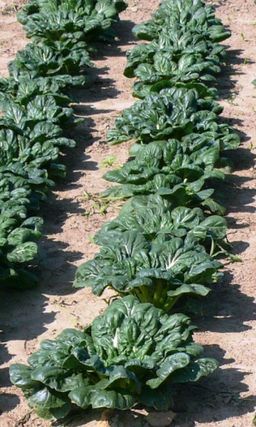 Капуста китайская ТАТСОЙ Первый урожай через 15 дней! Можно выращивать на балконе!