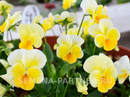 Виола Соблазн Золото Нибелунгов - Партнер фото 3