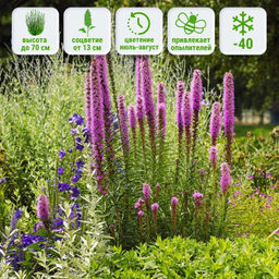 Лиатрис колосковидный (Spicata)