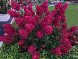 Гортензия метельчатая Samarskya Lydia/ Framboisine - Долина роз фото 6