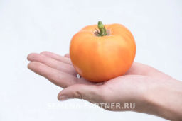 Томат Амана Оранж - Партнер фото 3