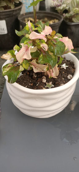 Альтернатера Беттцика в керамическом кашпо - 1000корней фото 2