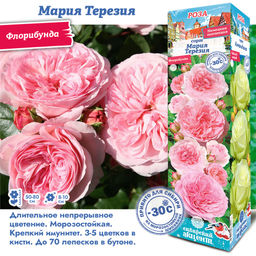 Роза Мария Терезия (Флорибунда) 1шт
