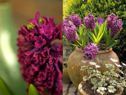 Гиацинт Woodstock (Вудсток) - Долина роз фото 3