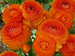 Лютик оранжевый (Ranunculus Orange) 10шт
