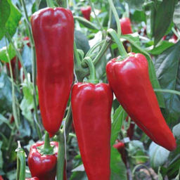 Перец Портека F1