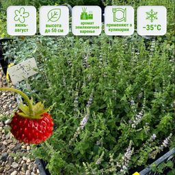 Мята Земляника мелколистная