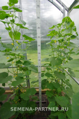 Огурец партенокарпический Трюкач - Партнер фото 3