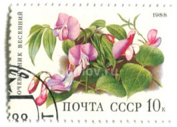 Марка Сочевичник весенний 1988 год