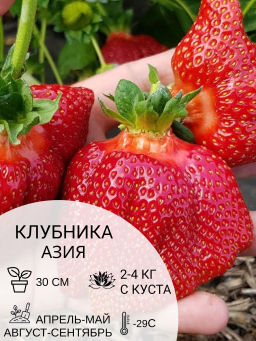 Клубника Азия
