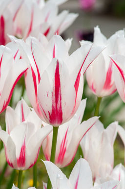 Тюльпан Marilyn (Лилиецветный) - Голландские луковицы фото 3