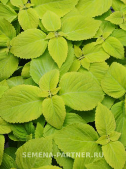 Колеус шлемниковидный крупнолистный Лайм Фреш - Партнер фото 3