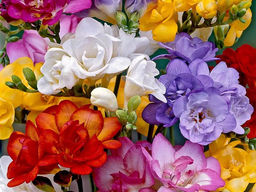 Фрезия Волшебная смесь (10шт) - Долина роз фото 2