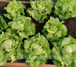 Салат кочанный Лука - Партнер фото 2