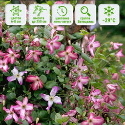 Клематис Минуэт