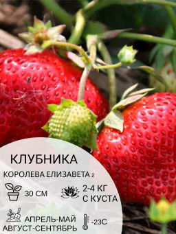 Клубника Королева Елизавета 2 - Наша дача фото 2