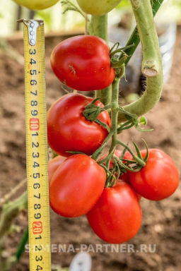 Томат Великосветский - Партнер фото 6
