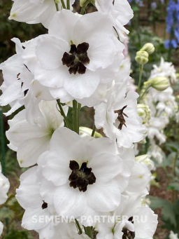 Дельфиниум Блэк Айт Энжелс - Партнер фото 4