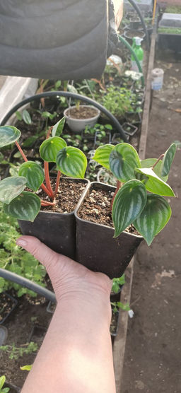 Пеперомия Арбузная, горшок Р9 - 1000корней фото 2