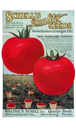 Томат МАРГЛОБ Легендарный сорт 1917 года! Попробуй историю на вкус! Невероятная устойчивость к болезням позволяет его возделывать уже более 100 лет! Урожайность до 20 кг с метра!