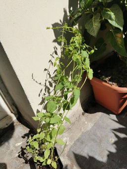 Мята Земляника мелколистная