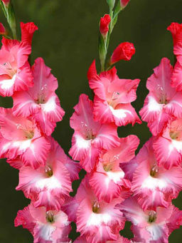 ГЛАДИОЛУС Биг Бизнес Разбор 10/12 Кол-во упак., шт 8