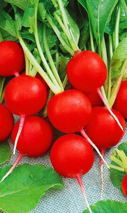 Редис ЗАРЯ  Настоящий фаворит на дачных грядках! Мякоть сочная, хрустящая, нежная! Сорт устойчив к цветушности!