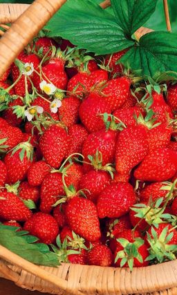 Земляника ВРЕМЕНА ГОДА Настоящий ягодный конвейер! Чрезвычайно декоративна!